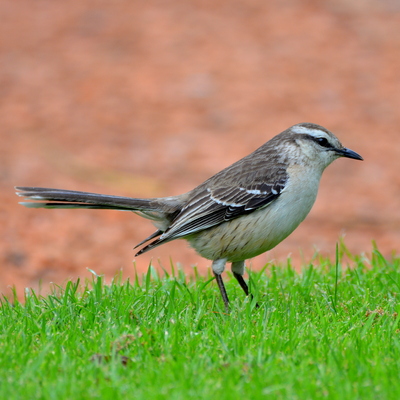 Chalk-Browed Mockingbird